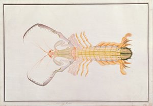 カマキリエビ、マラッカの動物、昆虫、爬虫類の絵から、1805-18年頃（紙とガッシュ紙） 作： Chinese School